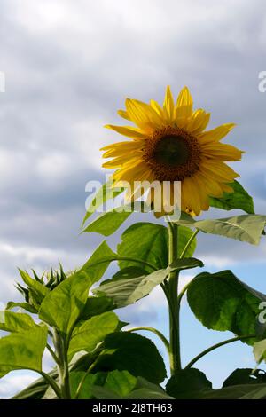 Tournesol gros plan dans un champ de tournesols avec des nuages blancs gonflés. Banque D'Images