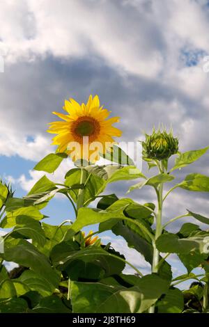 Tournesol gros plan dans un champ de tournesols avec des nuages blancs gonflés. Banque D'Images