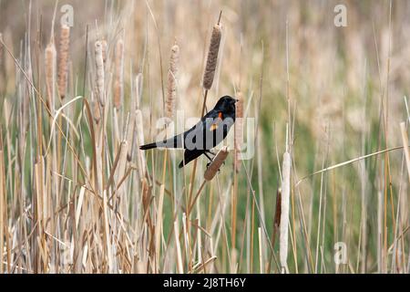 Les Blackbirds à ailes rouges s'assoient dans un champ et tentent de se contacter Banque D'Images