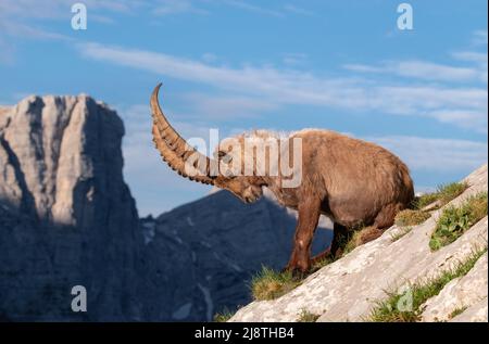 Ibex alpin dans les montagnes des Alpes Juliennes. Banque D'Images