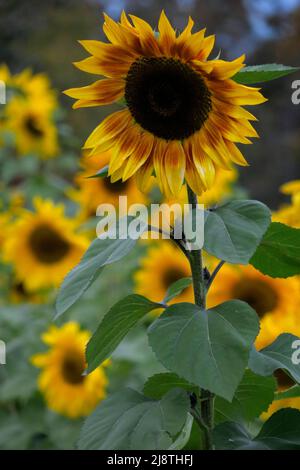 Tournesol gros plans dans un champ de tournesols. Banque D'Images