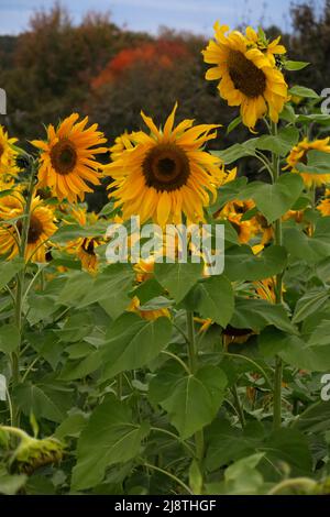 Champ de tournesol, helianthus annuus, cultivé comme culture pour ses graines comestibles et son huile. Banque D'Images