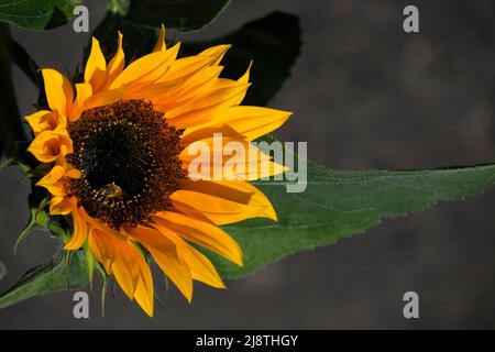 Gros plan de tournesol avec une abeille sur un fond flou. Banque D'Images