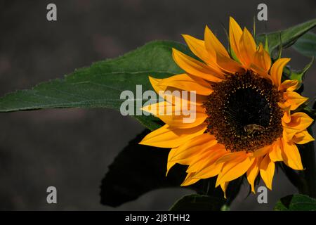 Gros plan de tournesol avec une abeille sur un fond flou. Banque D'Images