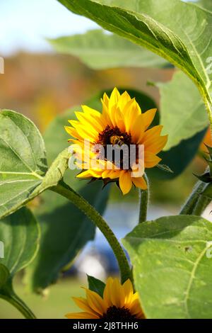 Tournesol gros plan avec une abeille et un feuillage vert. Banque D'Images