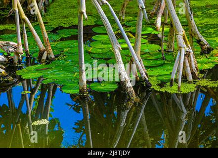 Racines d'un mangrove. Jardin botanique Heidelberg, Bade-Wurtemberg, Allemagne Banque D'Images