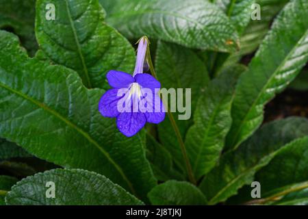 Streptocarpus, primrose du cap . Jardin botanique Heidelberg, Bade-Wurtemberg, Allemagne Banque D'Images