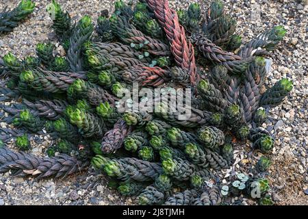 Haworthia reinwardtii, Liliaceae, Afrique australe, Cap. Jardin botanique Heidelberg, Bade-Wurtemberg, Allemagne Banque D'Images