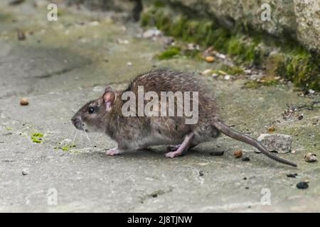 A Brown Rat - Rattus norvegicus sur un patio à la recherche de nourriture abandonnée d'un mangeoire à oiseaux. Crédit photo : Graham Hunt/Alamy Banque D'Images