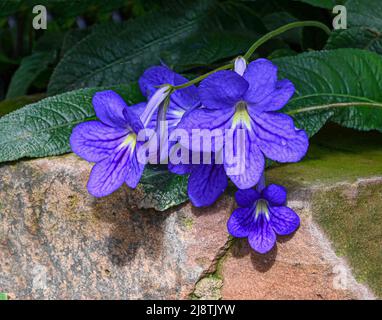 Streptocarpus, primrose du cap . Jardin botanique Heidelberg, Bade-Wurtemberg, Allemagne Banque D'Images