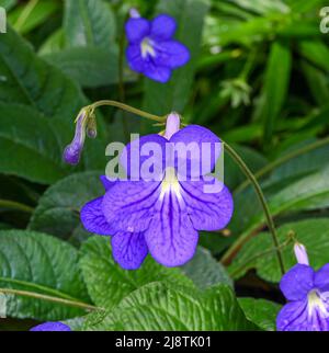 Streptocarpus, primrose du cap . Jardin botanique Heidelberg, Bade-Wurtemberg, Allemagne Banque D'Images