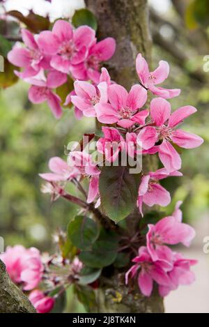Fleur de pomme rose, Malus domestica, Maypole Banque D'Images