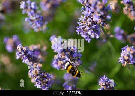 Gros plan d'un bourdon à queue de chamboule sur la lavande pourpre Banque D'Images