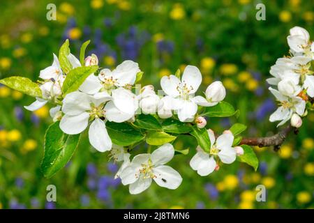 Branche à fleurs blanches dans le jardin de printemps, gros plan, Malus, fleurs branche de pomme arbre floraison Banque D'Images