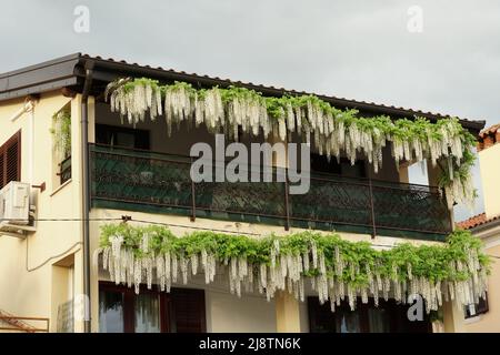 Balcon avec fleurs blanches ornementales de wisteria pendent de lui en grappes épaisses. Banque D'Images