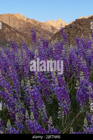 Lupin bleu sauvage devant les montagnes de la Sierra Nevada au lever du soleil Banque D'Images