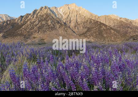 Lupin bleu sauvage devant les montagnes de la Sierra Nevada au lever du soleil Banque D'Images