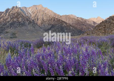 Lupin bleu sauvage devant les montagnes de la Sierra Nevada au lever du soleil Banque D'Images