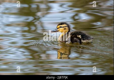 Canetons de Mallard nageant parmi les lits de roseaux Banque D'Images