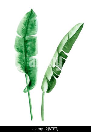 Ensemble d'aquarelles de feuilles de banane. Illustration de feuilles vertes tropicales dessinées à la main. Feuillage exotique sur fond isolé. Branches de palmier de jungle. Banque D'Images