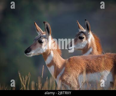 Deux jeunes Antelope de Pronghorn Banque D'Images