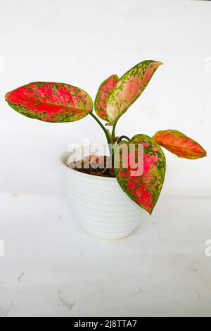 'Aglonema ou l'Evergreens chinois isolé sur fond blanc Aglonema Red Anjamani, Aglaonema sp. Les feuilles sont dominées par une couleur rouge vif ' Banque D'Images