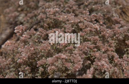 Flore de Gran Canaria - Polycarpaea plante avec de petites fleurs blanc-rose Banque D'Images