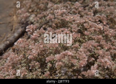 Flore de Gran Canaria - Polycarpaea plante avec de petites fleurs blanc-rose Banque D'Images