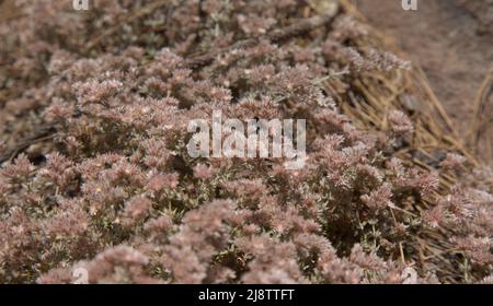 Flore de Gran Canaria - Polycarpaea plante avec de petites fleurs blanc-rose Banque D'Images