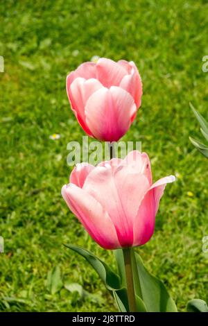 Darwin Hybrid Group, Tulipa 'Apricot impression', couleurs de saumon rose, couleur, tulipes, Tulipe Banque D'Images