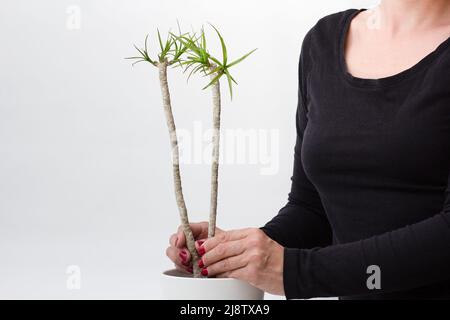 Femme les mains plantant dans pot deux boutures enracinées dracaena marginata sur fond blanc Banque D'Images