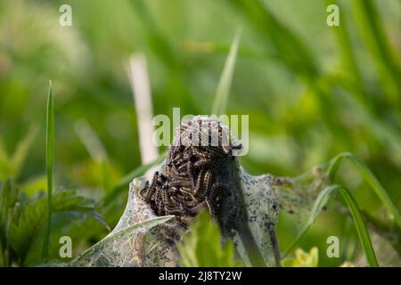 Nicher avec des chenilles de papillon Tortoiseshell sur une ortie commune, également appelée Aglais urticae ou kleiner Fuchs Banque D'Images