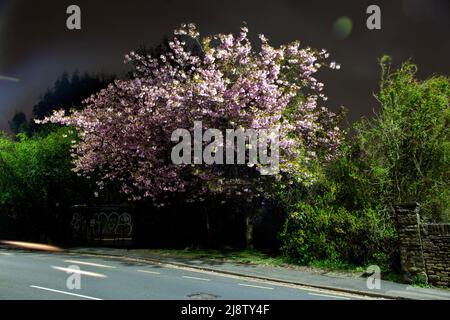 Vue sur l'autoroute de rue urbaine la nuit avec fleur rose sur les arbres avec feuilles vertes et abri de bus, Royaume-Uni vide route scène Banque D'Images