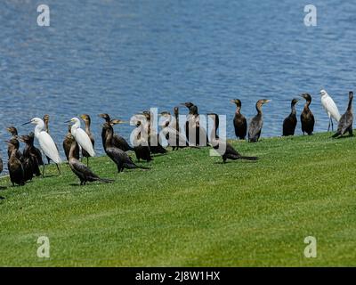 Des oiseaux noirs et blancs se mêlent sur la rive d'un étang artificiel dans une communauté de retraite Banque D'Images