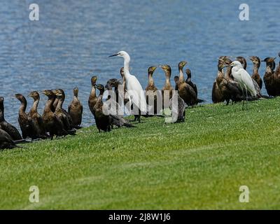 Des oiseaux noirs et blancs se mêlent sur la rive d'un étang artificiel dans une communauté de retraite Banque D'Images