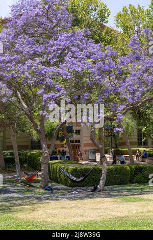 Les étudiants de l'UCLA se détendent dans des hamacs sous des arbres de jacaranda Banque D'Images