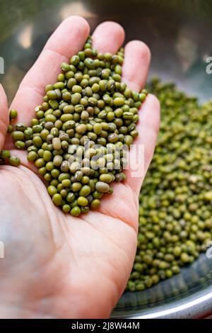 Mung de haricots verts à la main. Contexte de la cuisson Banque D'Images