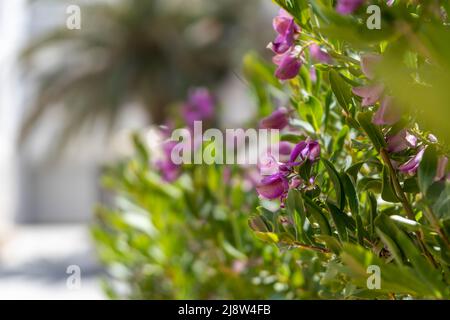 Fleurs lilas dans le jardin Banque D'Images