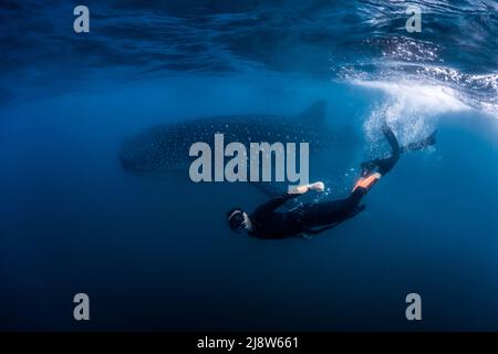 Nage avec les requins-baleines (Rhincodon typus) à la Paz, Baja California sur, Mexique Banque D'Images