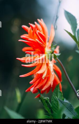 Dahlia belle fleur gros plan, dahlia rouge, macro plante Banque D'Images