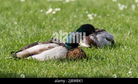 Une paire de canards colverts mâles ou de canards sauvages, Anas platyrhynchos dormant sur de l'herbe courte. Banque D'Images