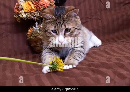 Tabby chat sniffant des pissenlits jaunes à la main Banque D'Images