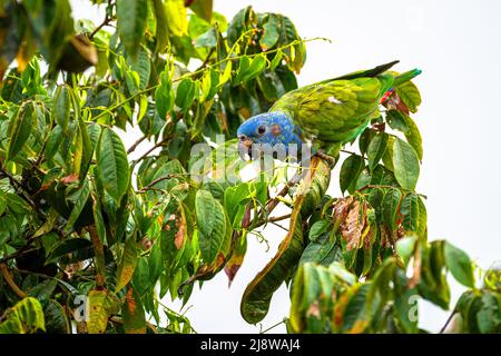 Perroquet à tête bleue se nourrissant sur un arbre à partir de graines Banque D'Images
