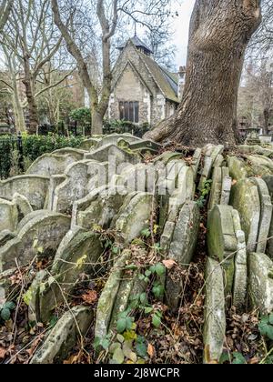 Le Hardy Tree. Un Ash entouré de pierres de tombes, situé dans la cimetière de la vieille église de St Pancras. Banque D'Images