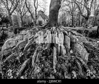 Le Hardy Tree. Un Ash entouré de pierres de tombes, situé dans la cimetière de la vieille église de St Pancras. Banque D'Images