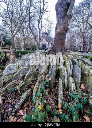 Le Hardy Tree. Un Ash entouré de pierres de tombes, situé dans la cimetière de la vieille église de St Pancras. Banque D'Images