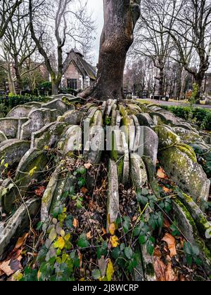 Le Hardy Tree. Un Ash entouré de pierres de tombes, situé dans la cimetière de la vieille église de St Pancras. Banque D'Images