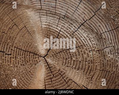 Nouveau parc Carpenter dans le centre-ville de Dallas. Le cinquième espace vert du centre-ville Banque D'Images