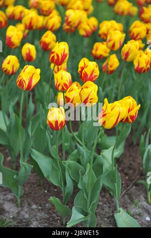 Rouge et jaune Single jeunes tulipes (Tulipa) Mickey Mouse fleurissent dans un jardin en avril Banque D'Images