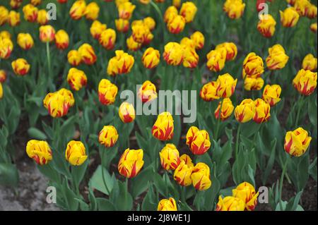 Rouge et jaune Single jeunes tulipes (Tulipa) Mickey Mouse fleurissent dans un jardin en avril Banque D'Images